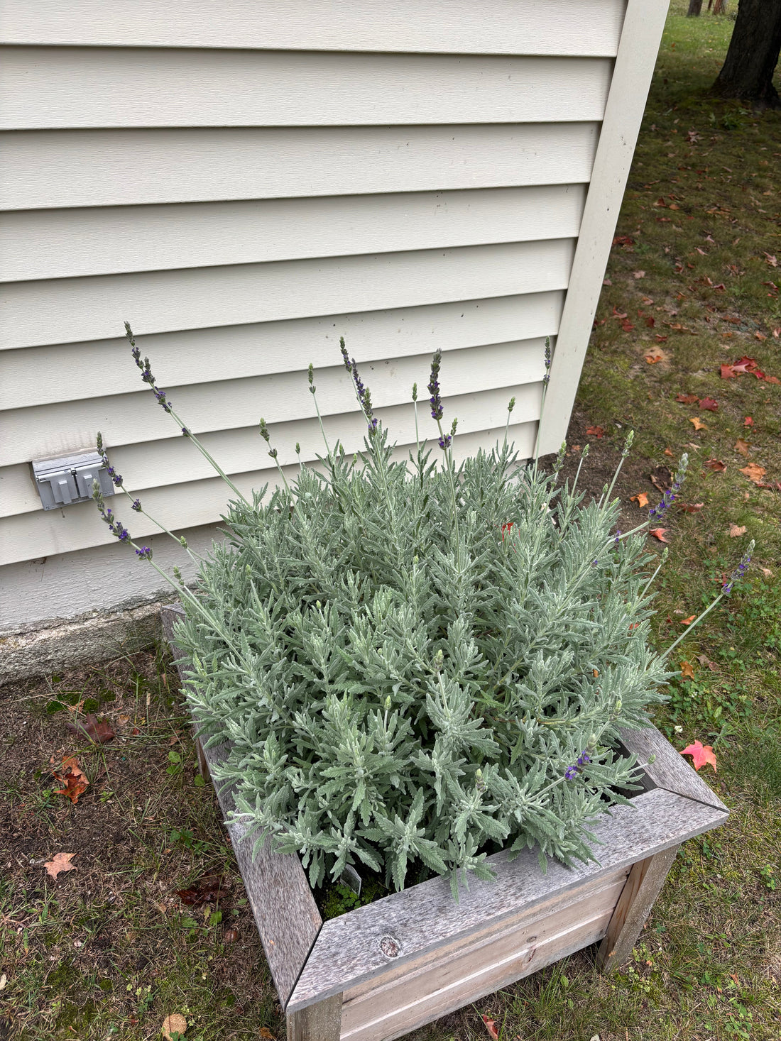 Where the lavender grows